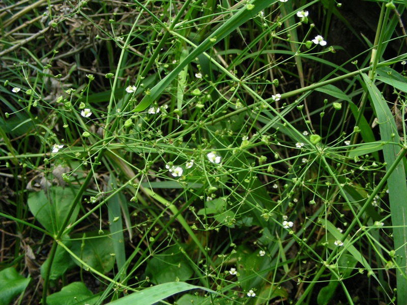 Alisma plantago-aquatica